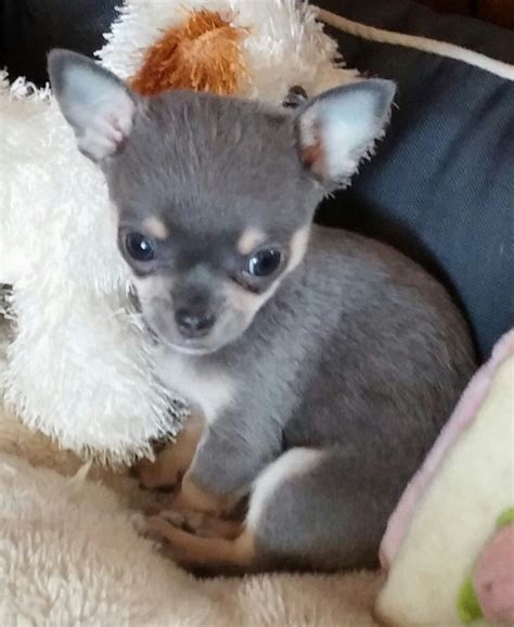 Find a blue chihuahua on gumtree, the #1 site for dogs & puppies for sale classifieds ads in the uk. Blue Chihuahua Puppies For Sale | King of Pet Hobby