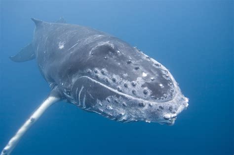 Do Whales And Dolphins Have Hair Whale And Dolphin Conservation