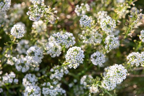 9 Best Tiny Flowers For Your Garden