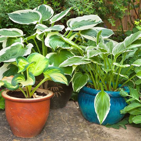 Hosta Care The Ultimate Guide To Planting And Growing Plaintain Lilies Gardening From House