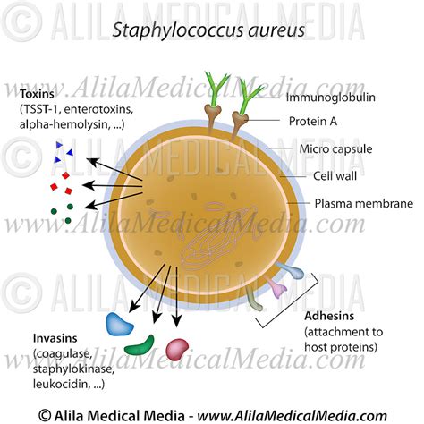 Staphylococcus Bacteria Diagram