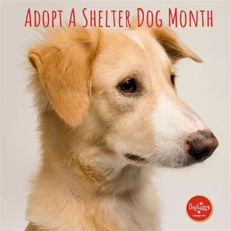 October Adopt A Shelter Dog Month Shelter Dogs Dogs Pet Adoption
