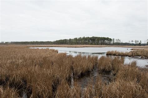 Watch Blackwater Refuge Challenged By Climate Change