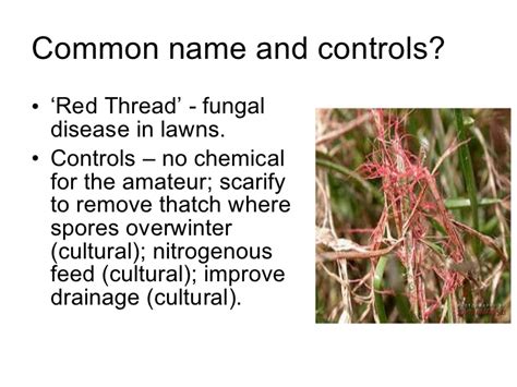 What treatment of neat cattle is used? RHS Level 2 Pests and diseases activity answers