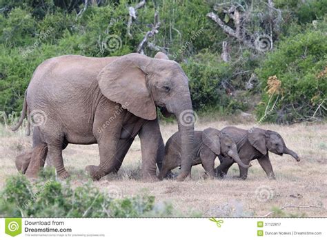 Baby African Elephants And Mom Stock Image Image Of