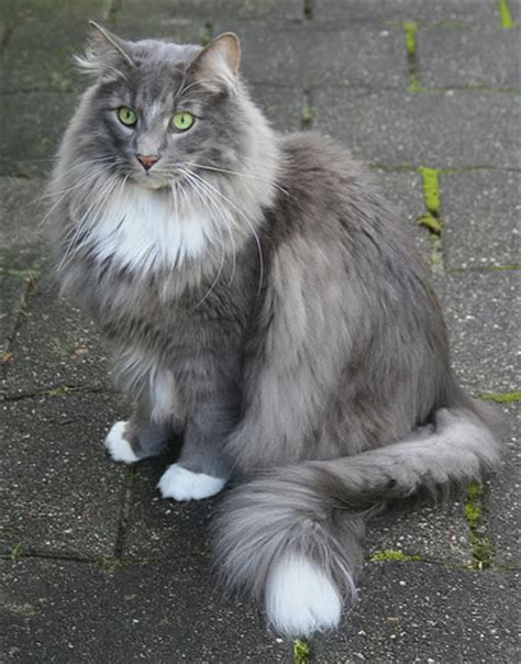 Kittens are born with two blue eyes and over the following weeks, melanin moves into the iris and causes a color change to green. ValleyClan - Warrior Cat Clans Wiki
