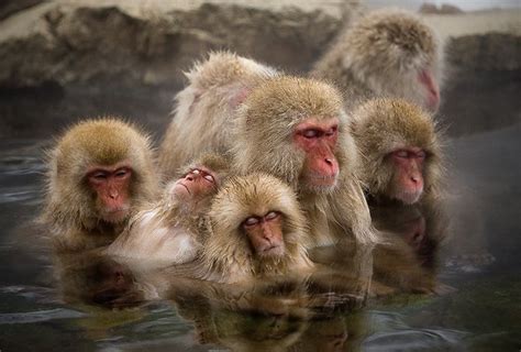 Japanese Macaque In Jigokudani Yaenkoen Onsen By Falc Japanese