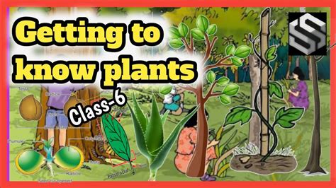 Getting To Know Plants Full Chapter Class 6 Science Ncert Science