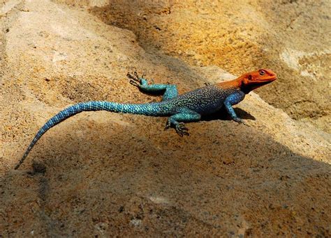 Top 10 Coolest Lizards In The World - Worlds Top Insider