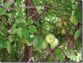 Moving back outdoors move your fruit trees back outdoors in spring after all danger of frost has passed. Adelaide Kitchen Gardeners: Fruit trees and rain water in ...
