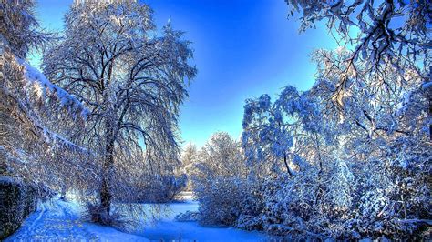 Winter Forest Wallpapers Images Photos Pictures Backgrounds