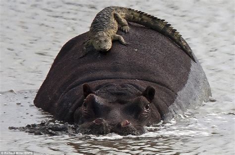 Baby Crocodile Riding Hippo 2 Pic Amazing Creatures