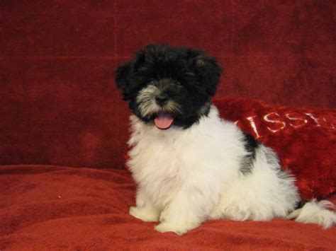 Canyon hills havanese is one of the oldest show breeders in florida and the united states. Cubanitos Havanese Puppies | Havanese puppies, Havanese ...