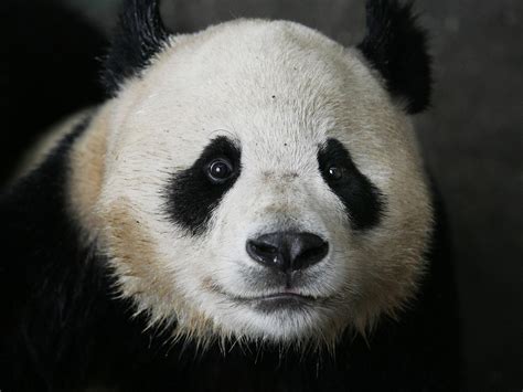 6 Speed Reads Panda Caretaker Wanted Nbc News