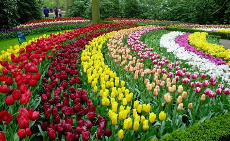 Tham Dự Lễ Hội Hoa Tulip Lớn Nhất Thế Giới ở Keukenhof Hà Lan