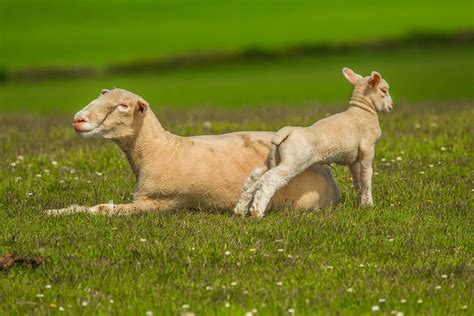 图片素材 性质 草坪 草地 游戏 野生动物 牧场 动物群 羊肉 脊椎动物 小鸡 Luka 狗喜欢哺乳动物