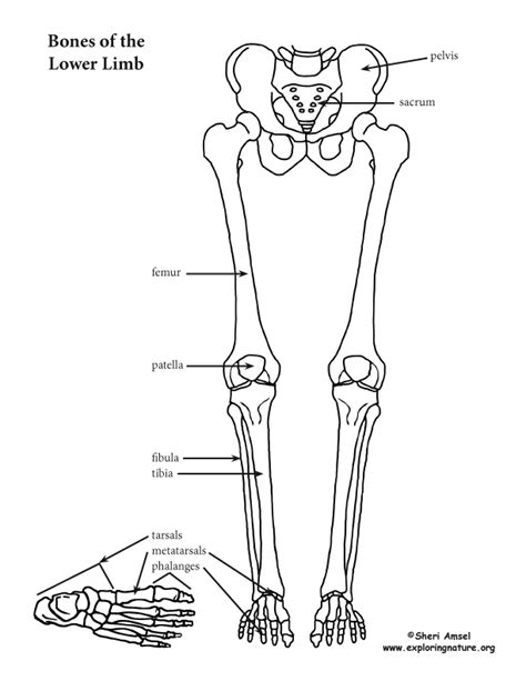 Lower Limb Thigh Leg And Foot