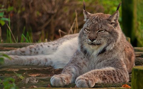 Healthiana Lynx Cat