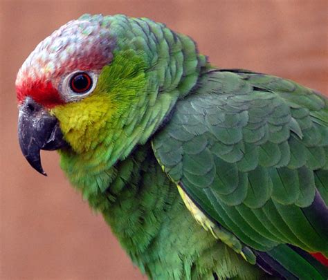 87 New Bird Species Considered Threatened With Extinction Focusing On