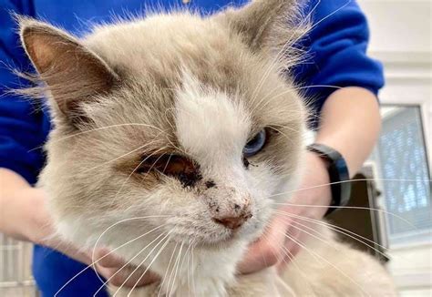 Maybe you would like to learn more about one of these? Cat abandoned on Salisbury Road, Chatham taken in by Cats ...