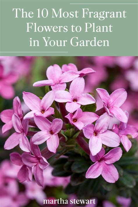 The 11 Most Fragrant Flowers To Plant In Your Garden Fragrant Flowers