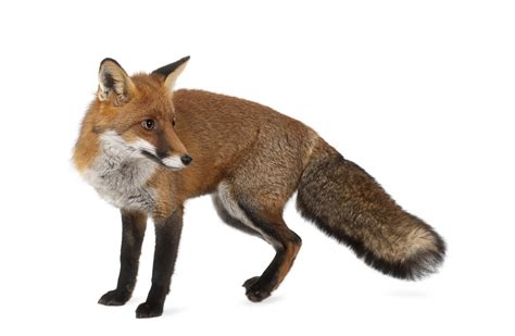 A Complete List Of Different Types Of Foxes With Pictures