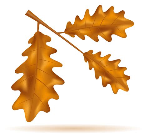 Autumn Oak Leaves Vector Illustration 493892 Vector Art At Vecteezy