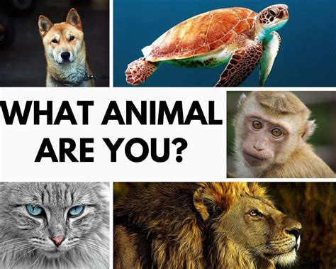 How To Find Out What Animal You Are - Outsiderough11