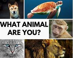 Buzzfeed What Animal Are You Quiz