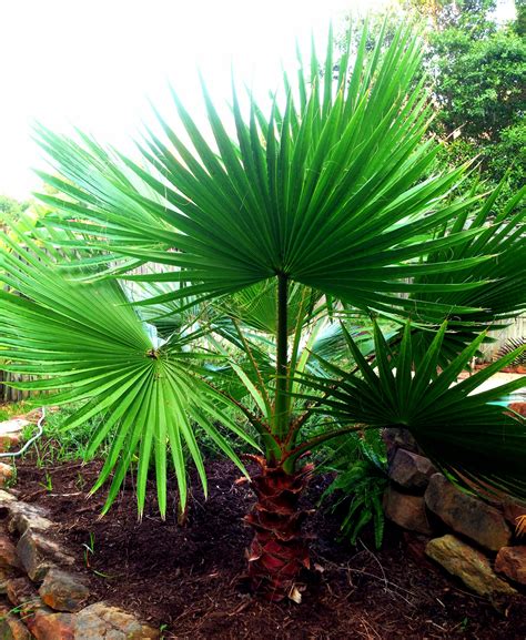 Mexican Fan Palm Hardy Sun Lover Cold Hardy Palm Trees Outdoor