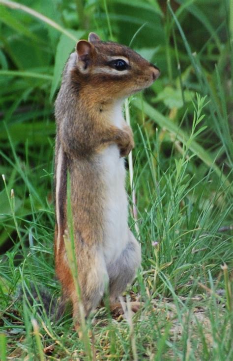 Chipmunks Alvin Taken With My D40x Nikkor 70 300mm Lens 300mm