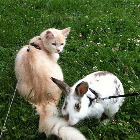Usually, it's the family dog that cats develop a bond with. International Rabbit Day: Can Cats and Rabbits Live ...
