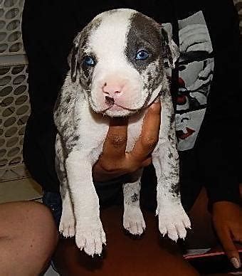 The no.1 store for pitbull puppies for sale, twig larger, higher and cheaper. Merle Pit Bull Puppies for Sale in Las Vegas, Nevada ...