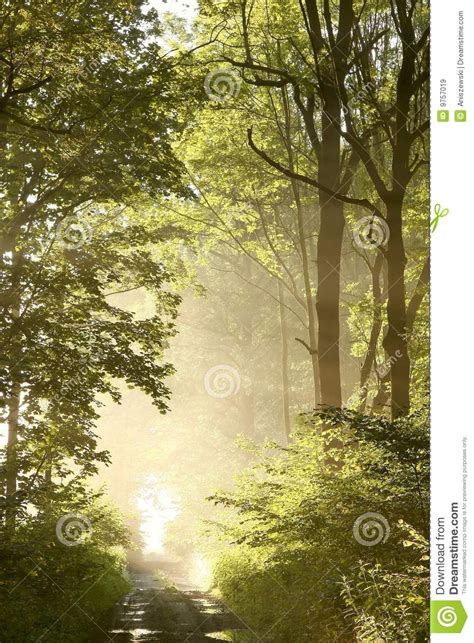 Spring Forest Path With Morning Sunbeams Stock Image