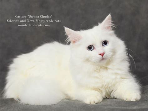 Siberian Kittens Wisconsin Russian Siberian Cat Colors