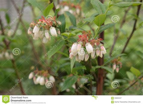 Maybe you would like to learn more about one of these? Fiori Bianchi Del Cespuglio Di Mirtillo Del Fiore Immagine ...