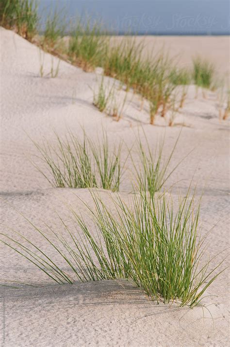 Grass Plants On Coastal Beach Sand Dune By Matthew Spaulding Stocksy