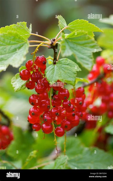 Ribes Rubrum Rondom Red Currant Stock Photo Alamy