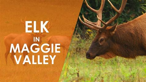 Elk In Maggie Valley North Carolina Weekend Unc Tv Youtube