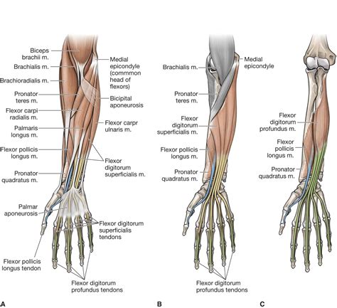 Anatomy Hand Wrist Tendons