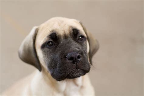 Filebullmastiff Puppy Fawn Portrait