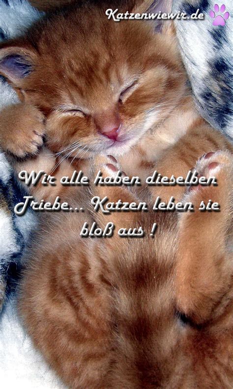 Lustige sprüche , die hochzeitsreden auflockern und das brautpaar über sich selbst schmunzeln lassen: Katzen-Bild / Katzen-Spruch 2