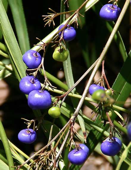 Dianella Caerulea Phormiaceae Blue Flax Lily Paroo Lily Save Our