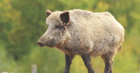 Feral Pigs A Great Gateway For Young Hunters Grand View Outdoors