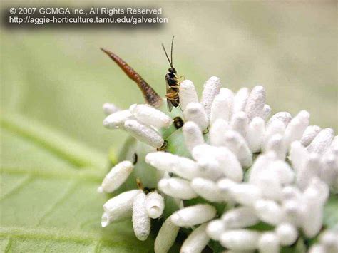 Tomato Hornworms And Parasitic Wasps Center For Urban Agriculture