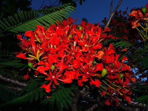 Poinciana | Central QLD Coast Landcare Network