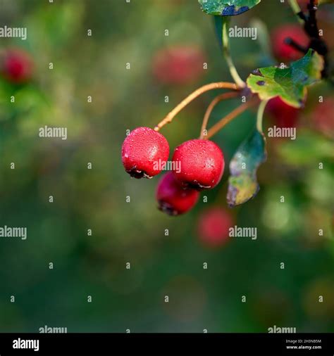 Fruits Of A Hawthorn Crataegus Monogyna With Dew Drops In Autumn In A