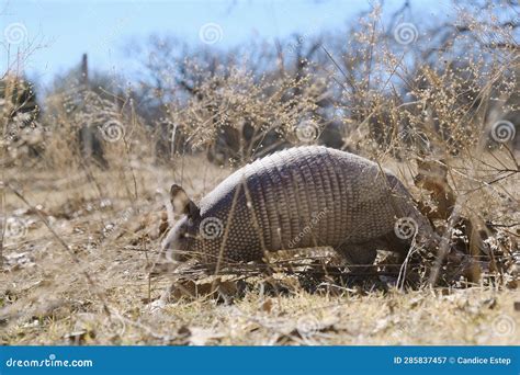Nine Banded Armadillo Closeup In Texas Winter Field Stock Image Image