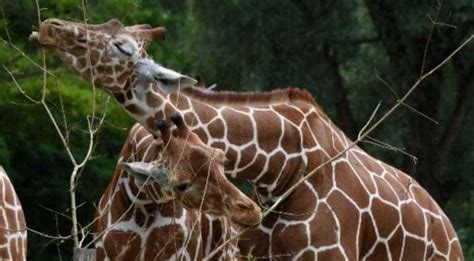 Gentle Giraffes Threatened With Silent Extinction World News
