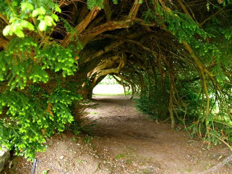 Breathtaking Tree Tunnels That You Must Have Some Glimpse